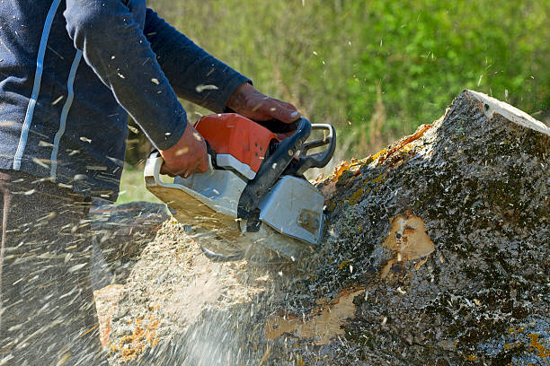 Best Commercial Tree Services  in Runaway Bay, TX